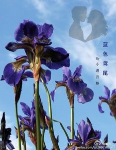 《蓝色鸢尾》