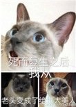 《死而复生之后我从老头变成了绝世大美人》