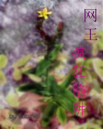 （网王同人）疯狂陷阱