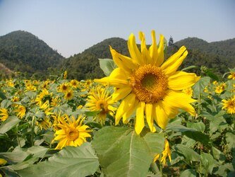 《初颜》