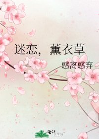 《迷恋,薰衣草》