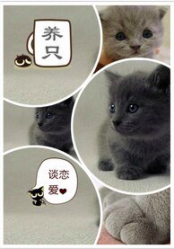 养只猫咪谈恋爱